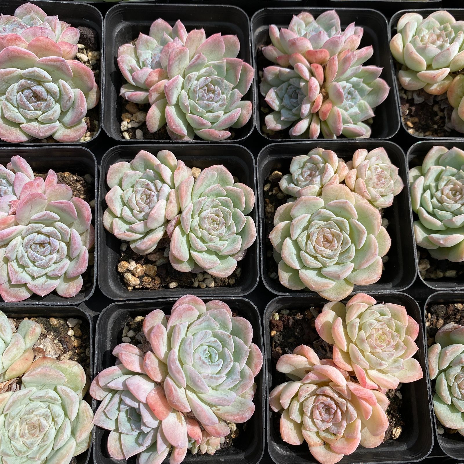 54株抜き苗セット】アイスハート(2頭～3頭) 群生 多肉植物 佐川急便