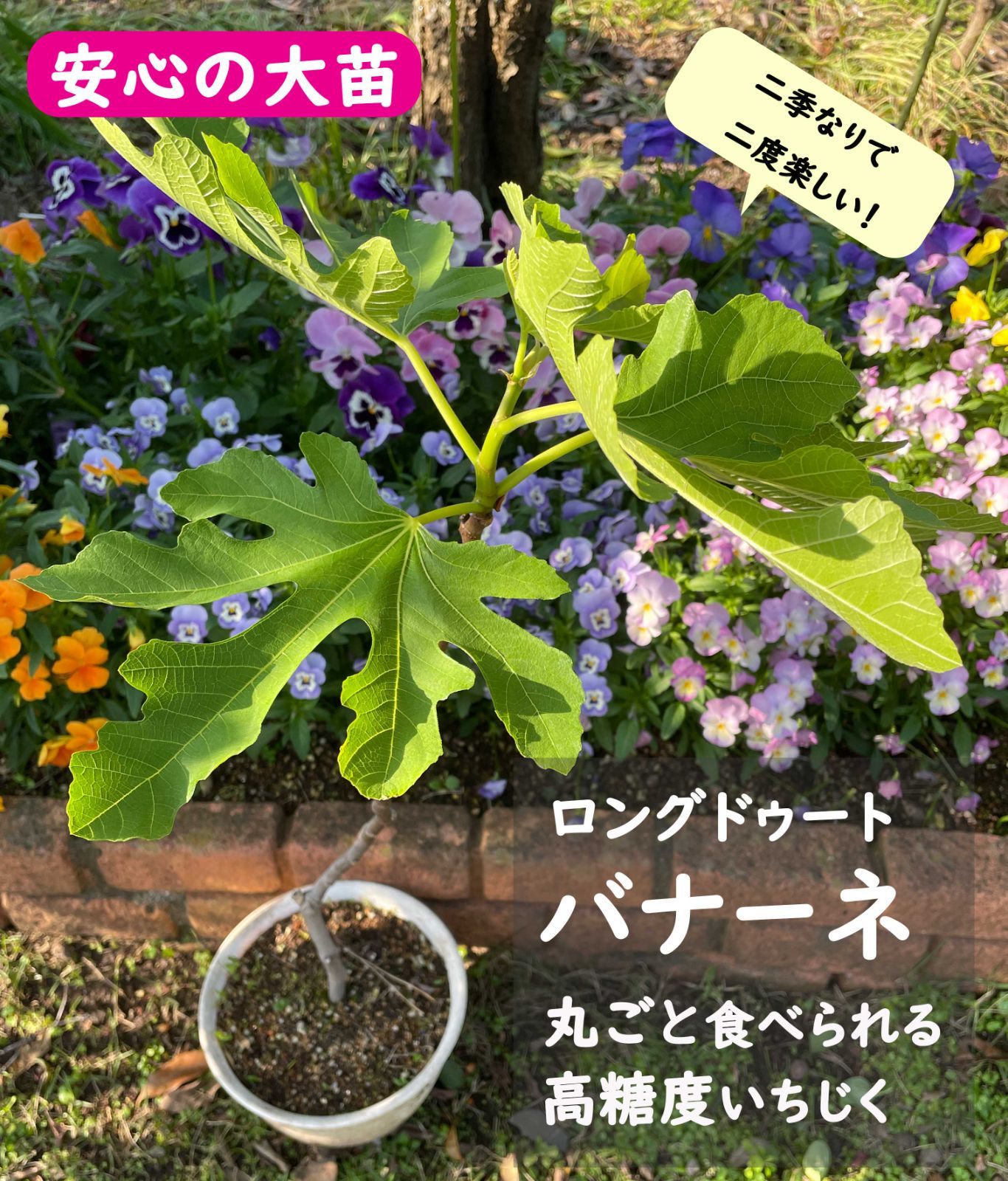 夏秋兼果高糖度いちじく★バナーネ ロングドゥート 大苗 3年生 無農薬 有機栽培