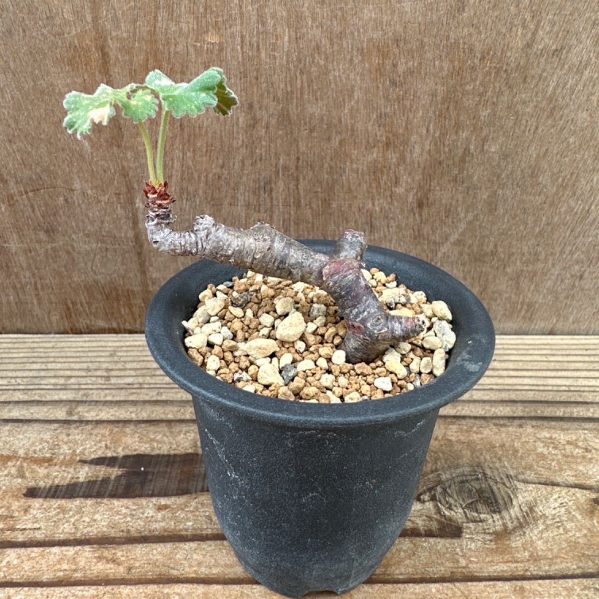 ペラルゴニウム ミラビレ⑨ Pelargonium mirabile 現品 観葉植物 観葉 植物 珍奇植物 珍奇 珍しい レア 希少 塊根植物 塊根  コーデックス 冬型植物 冬型種 冬型 インテリア プレゼント - メルカリ