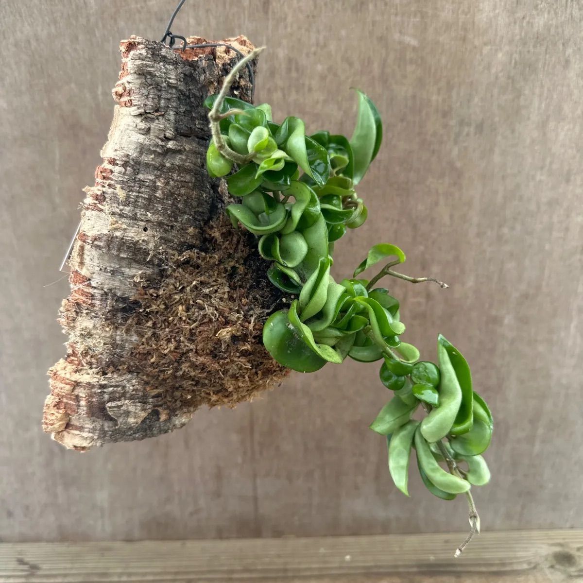 ホヤ カルノーサ コンパクタ コルク付け ③ Hoya carnosa compacta