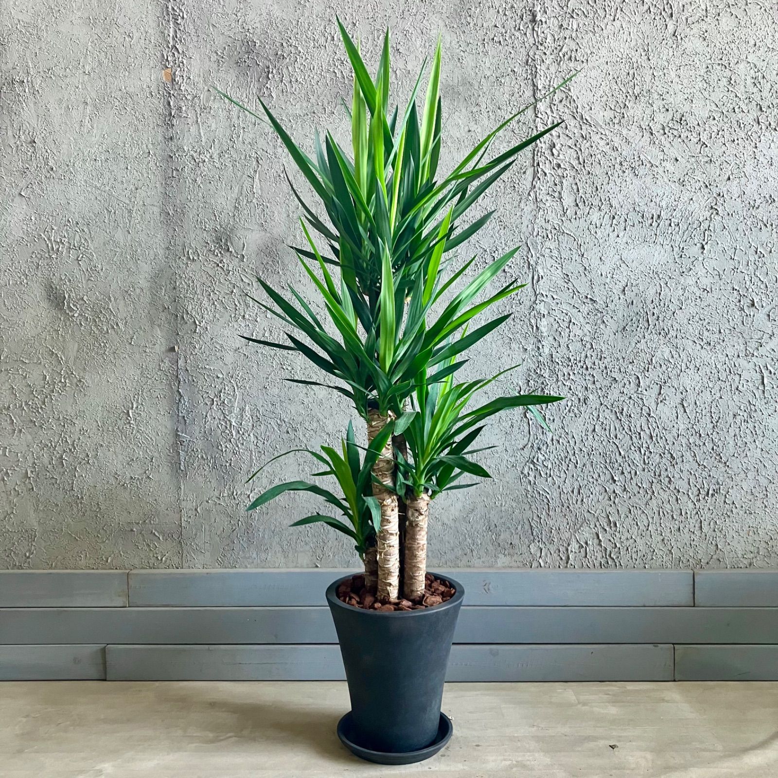 66様専用 人気品種 大型 極太 美形 オリーブの木 souju ミッション 8号