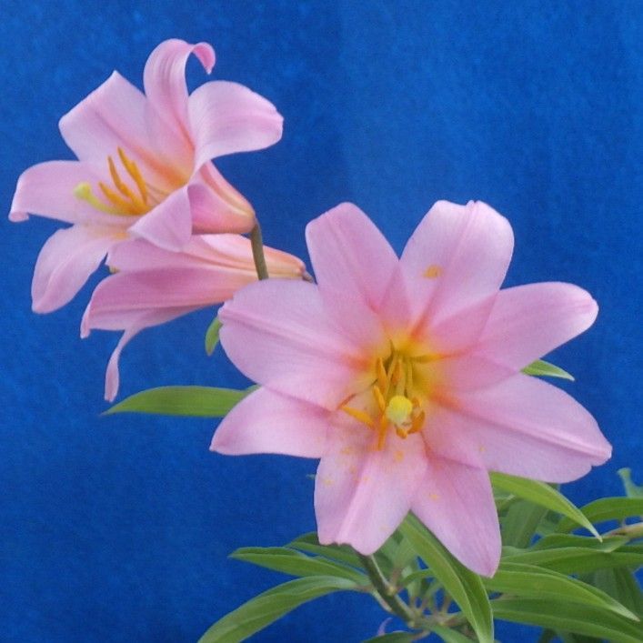山野草 ヒメサユリ （実生3年苗、1～2作開花見込み） ＃雪割草