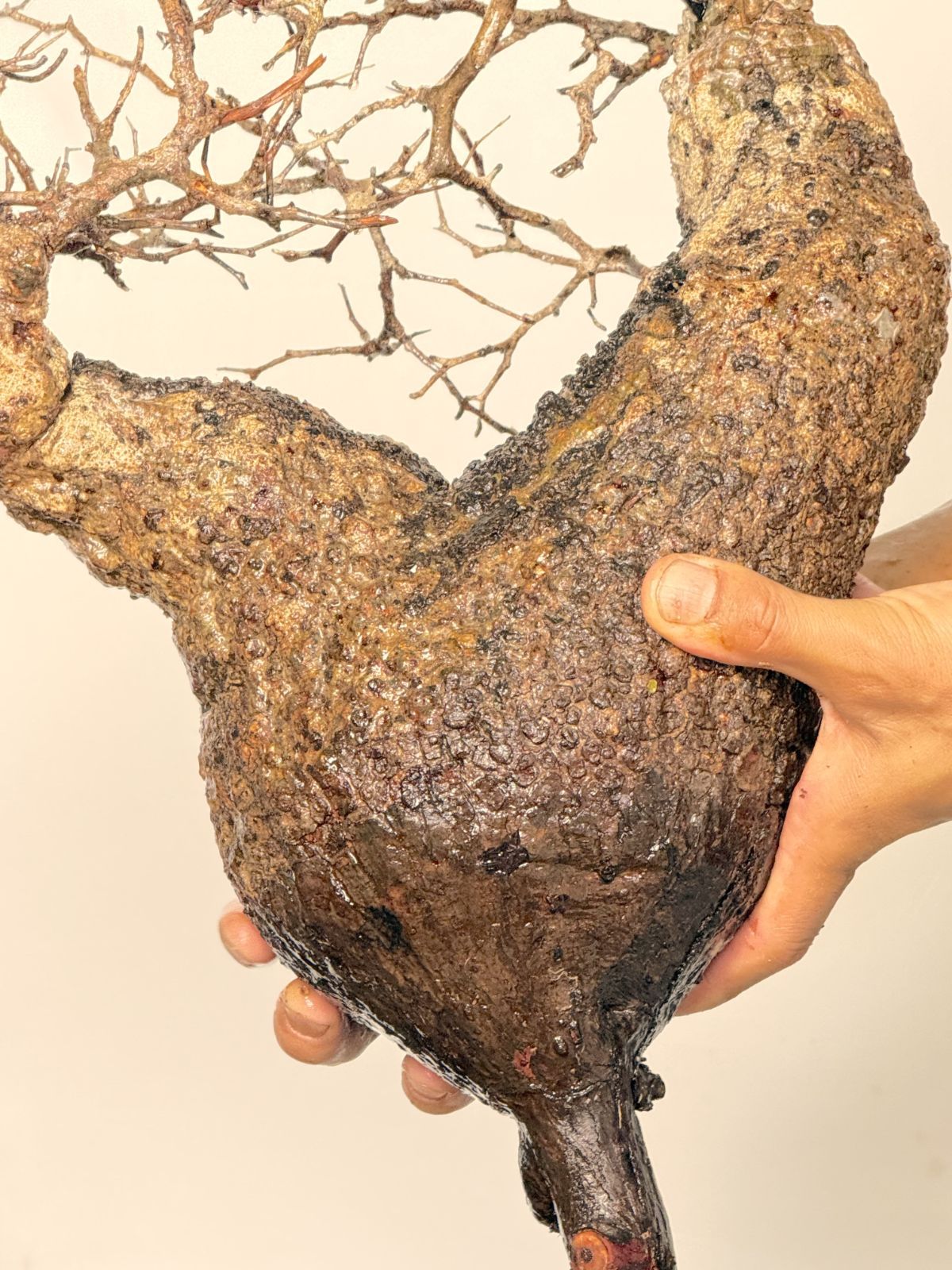 ベアルート株 マダガスカル選抜