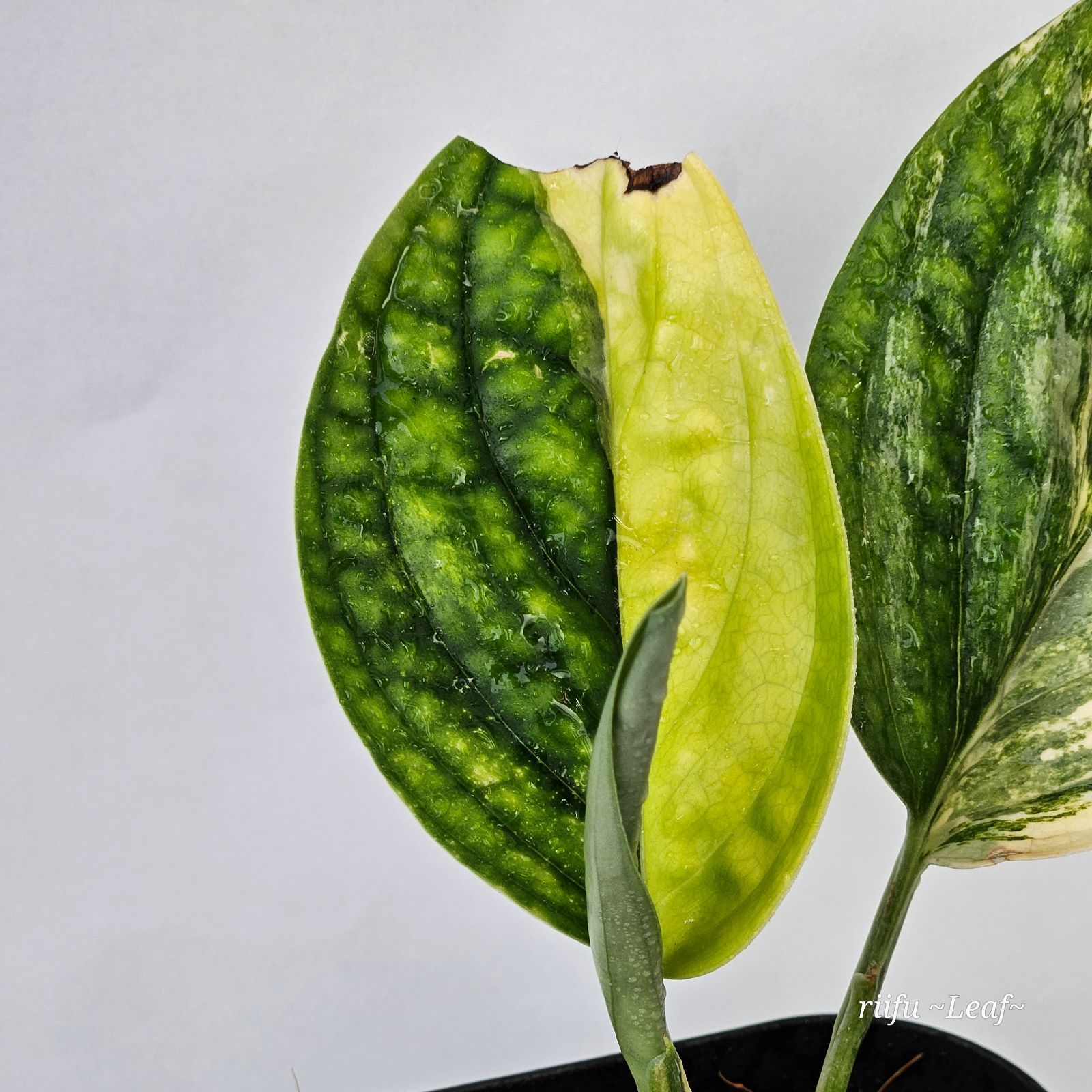 新作入荷!!】 モンステラsp.ペルー/Monstera sp. 苗(小さい) Peru 植物