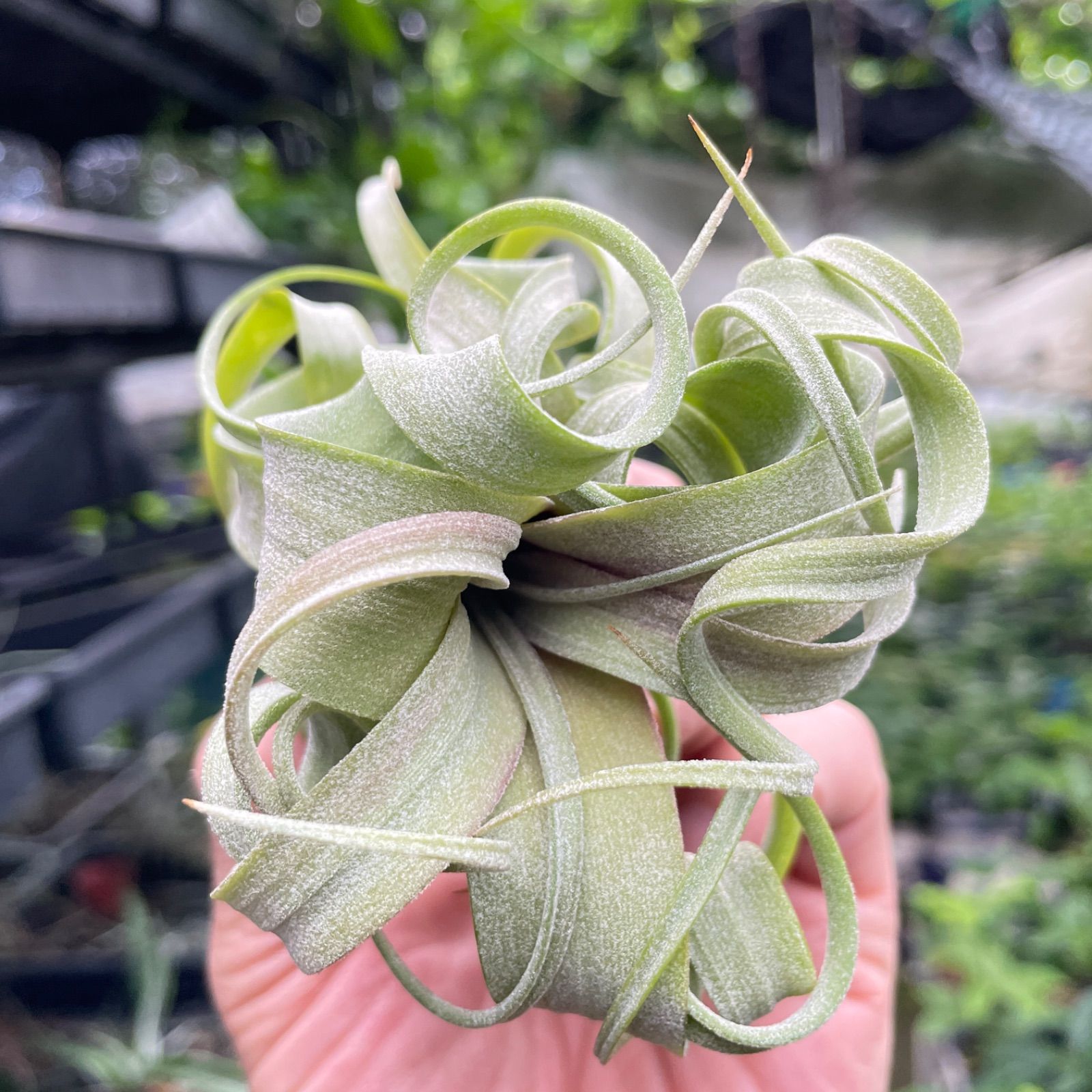 Tillandsia チランジア 欧州産希少種セット 子株