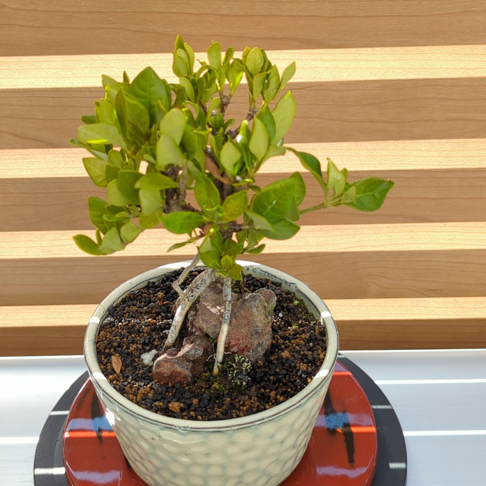 実成クチナシ 石付ミニ盆栽 陶器鉢 - メルカリ 実成クチナシ 石付ミニ盆栽 陶器鉢 - メルカリ