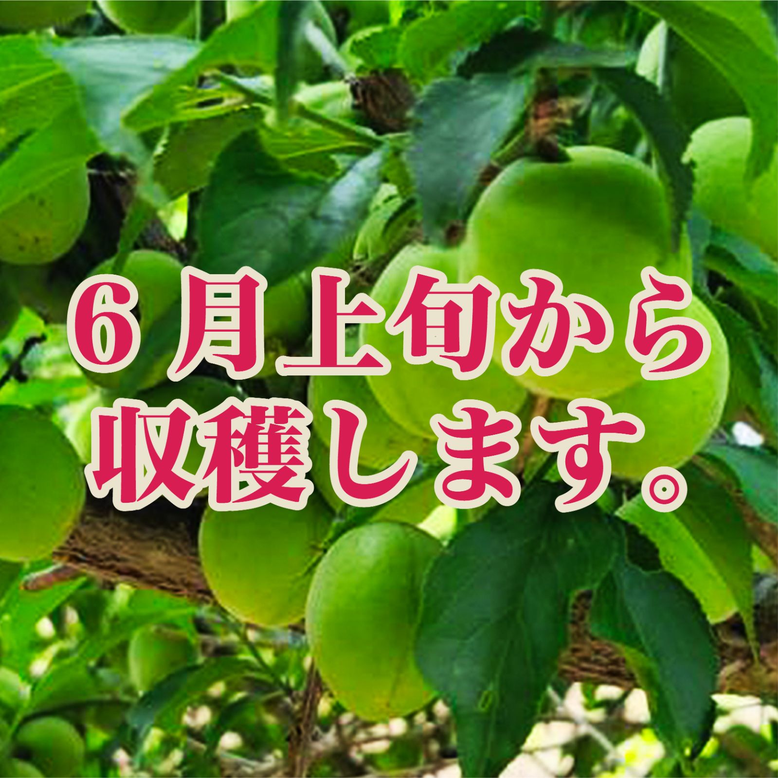 古城梅 2kg 和歌山県産 青梅 梅酒・梅ジュース用 希少種 - メルカリ
