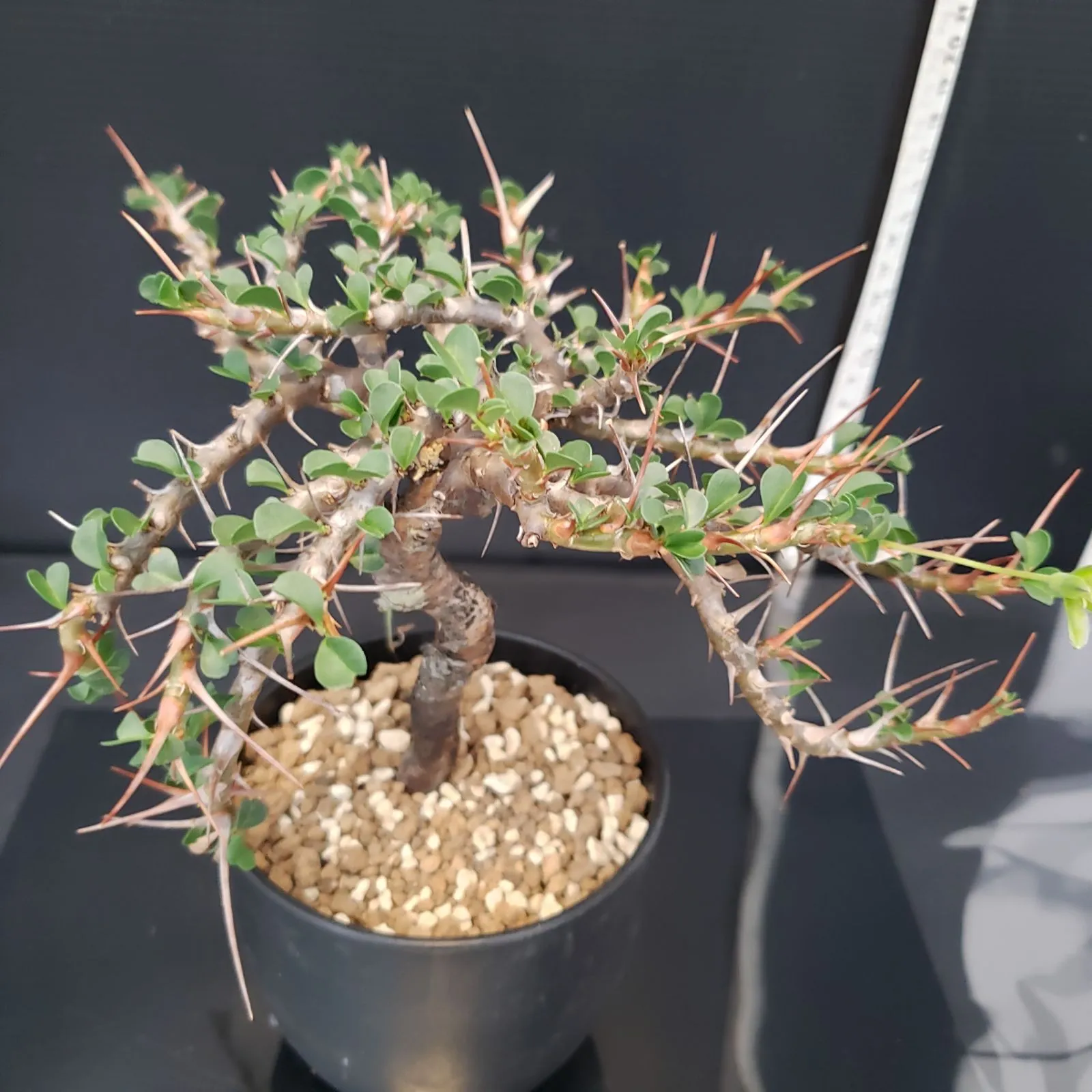 現地球】サルコカウロン バンデリエティアエ 8 Monsonia vanderietiae