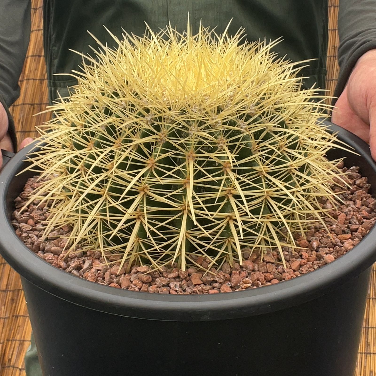 世界有名な 越冬済み 柱サボテン サボテンブランチ 4頭発根 鬼面角 何気なく サボテン