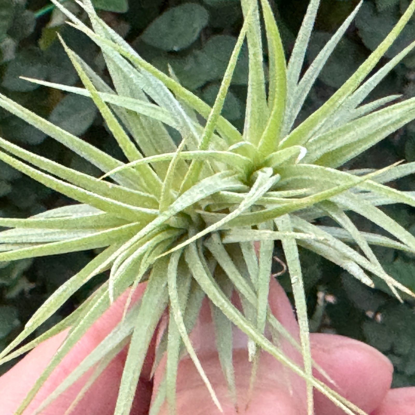 2頭＊チランジア イオナンタ ファットボーイ Tillandsia