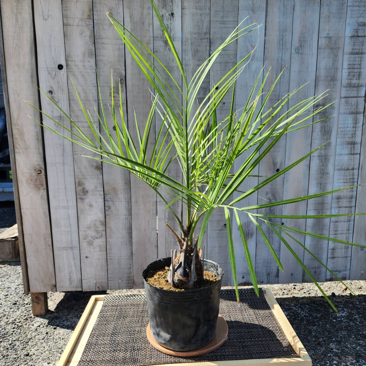 ココスヤシ?鉢付き?sizeによりお値段変わります?