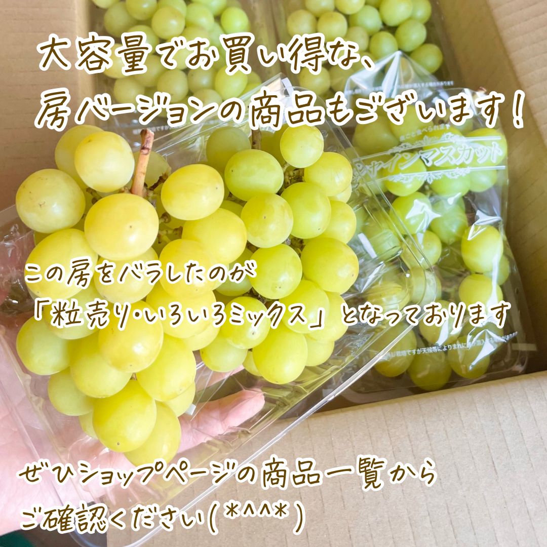 シャインマスカット1965g朝採り種無し送料チルド込み 【公式通販】