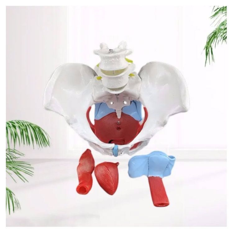  女性の骨盤 人体模型 骨盤模型 骨盤 模型 女性 子宮膣 卵巣 膀胱 直腸 間接模型 骨格模型 骨格標本 骨模型 骸骨模型 人骨模型 骨格 人体 モデル 骸骨 教材 実験 接骨院 整骨院 生物 qz 3024 レクリエーショングッズ 自助具 リハビリ用品