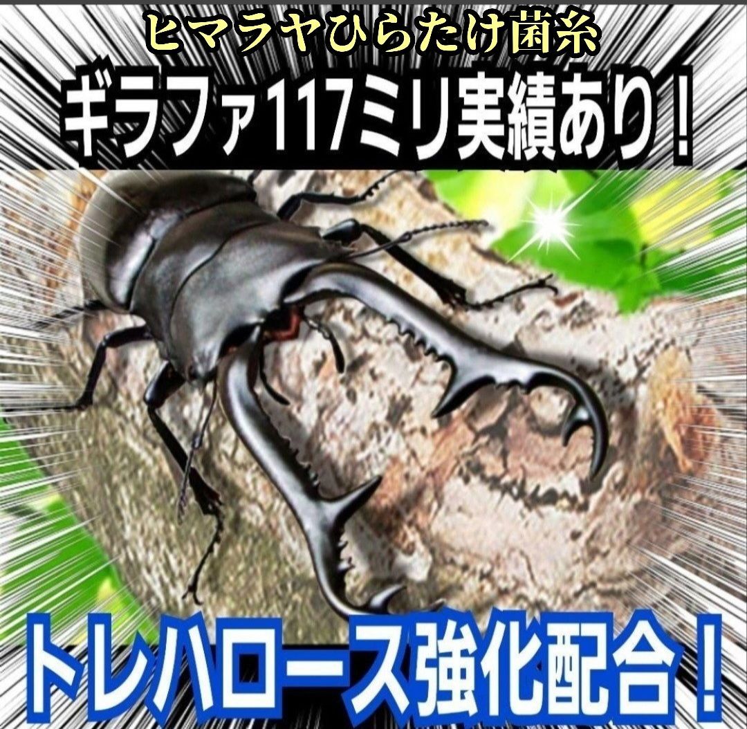 極上！ヒマラヤひらたけ菌糸ブロック【4個】初菌のみ使用！国産オオクワ85ミリ実績 極上！初菌で作成☆ヒマラヤひらたけ菌糸ブロック☆トレハロース