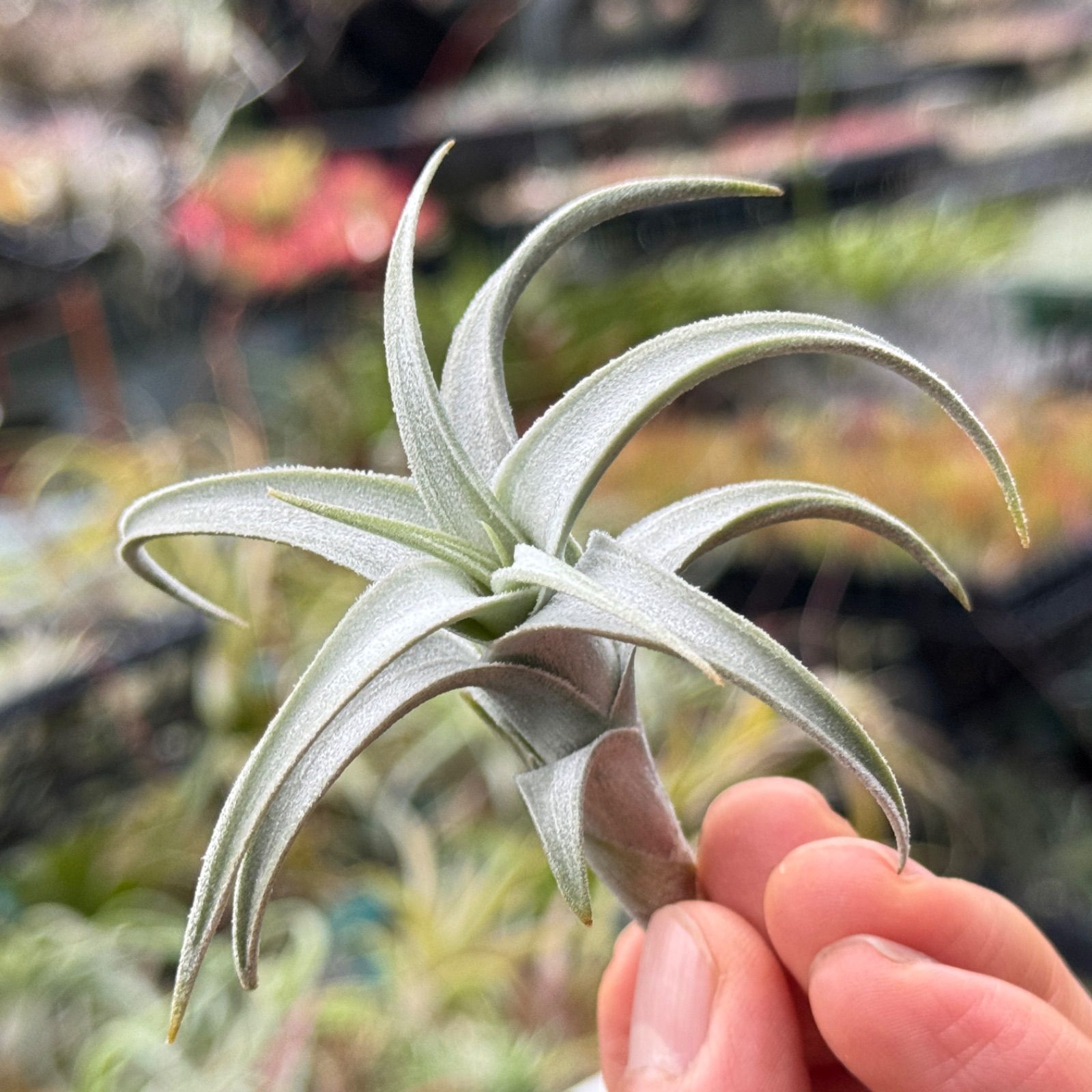 白銀の輝き＆クネリ＊チランジア ハセイ Tillandsia hasei＊エア
