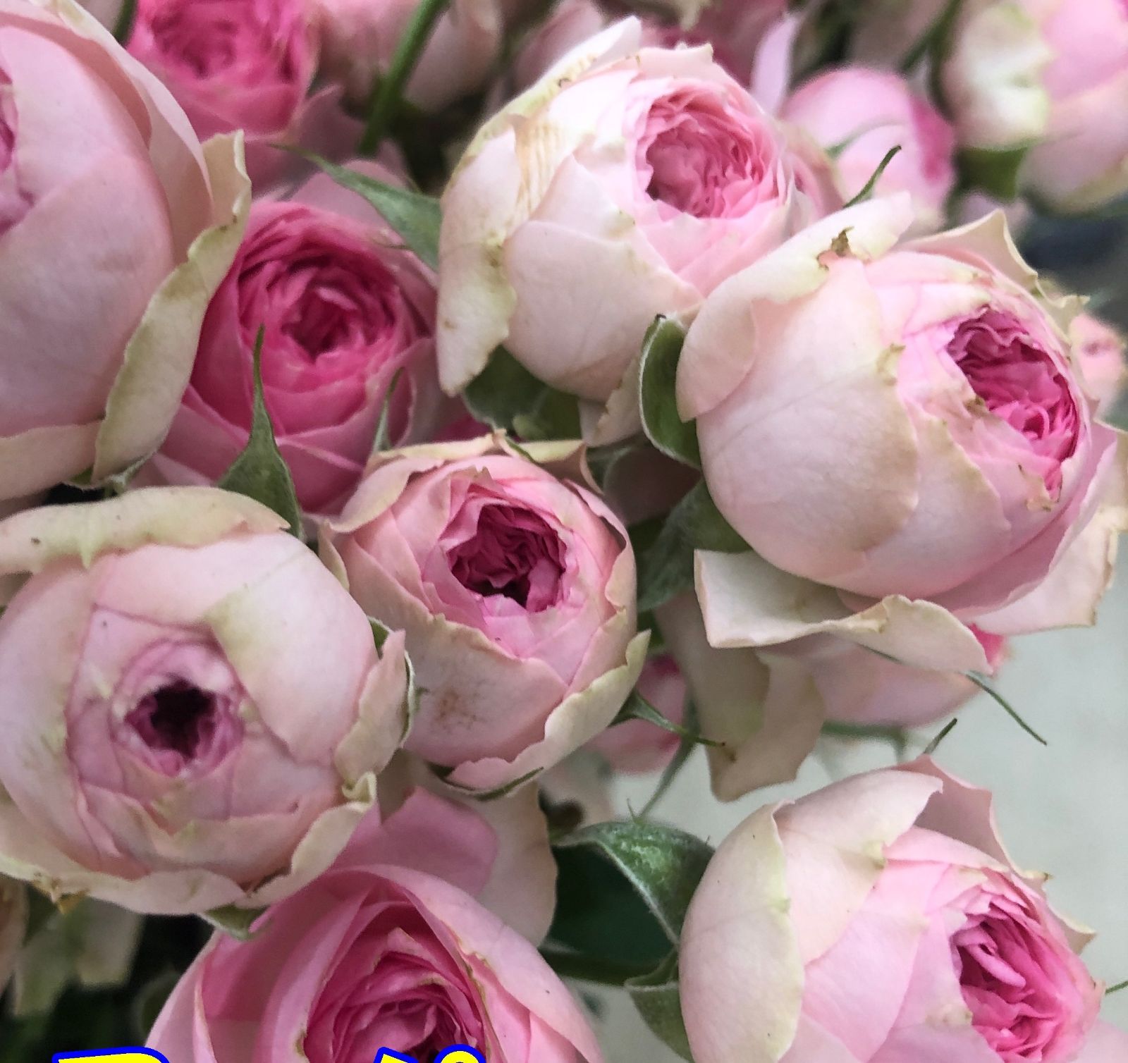 切り花 S3-P1- S4NNS4-SY5NN SPバラ コロンとして 花の中心に行くほど