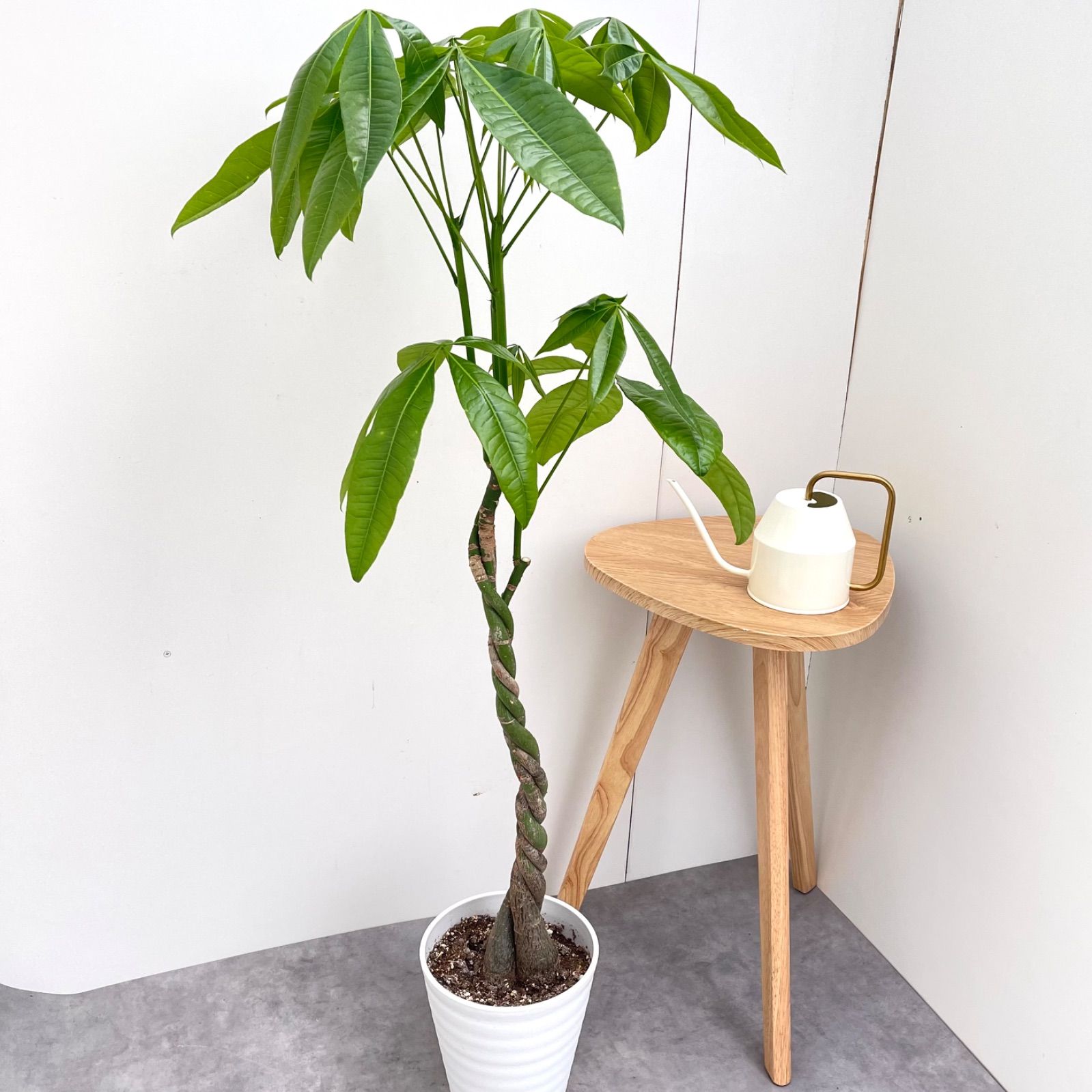 パキラ ねじり
