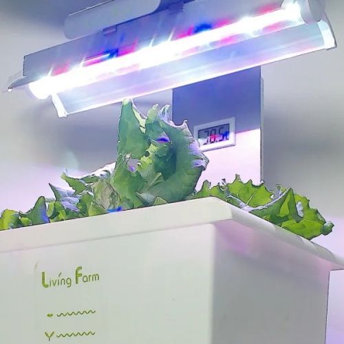特許育苗キットで丈夫な苗作り