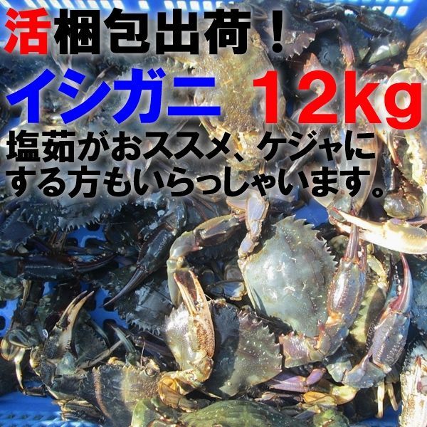 生出荷！食用イシガニ 石蟹12kg 活状態での梱包 目安120杯 送料無料 蟹石蟹 蟹汁 「生出荷 食用イシガニ12ｋｇ」