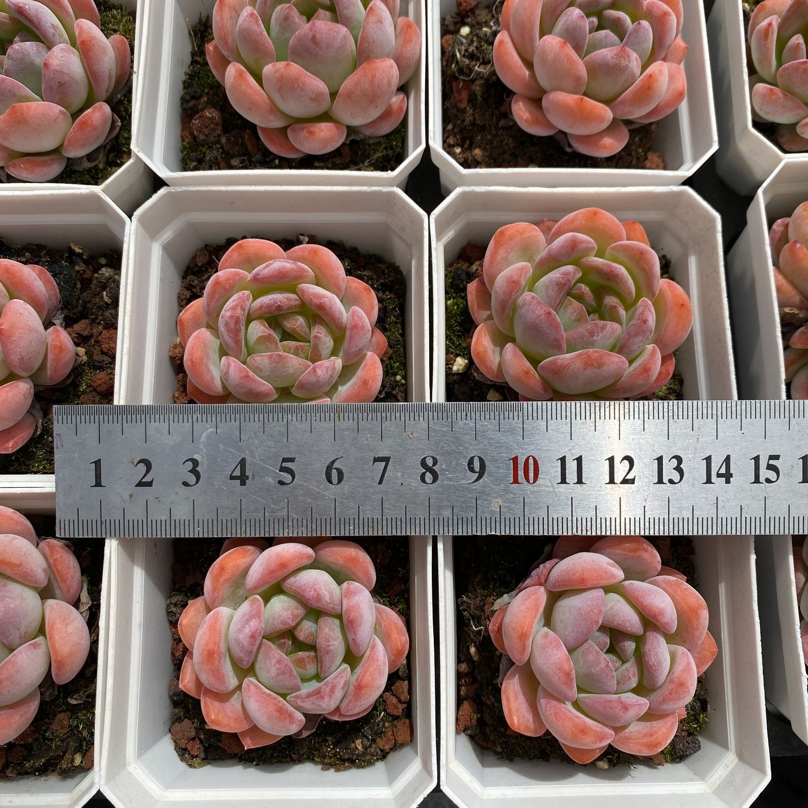 40株の抜き苗セット】スター単頭 多肉植物 佐川急便発送 エケベリア 韓国