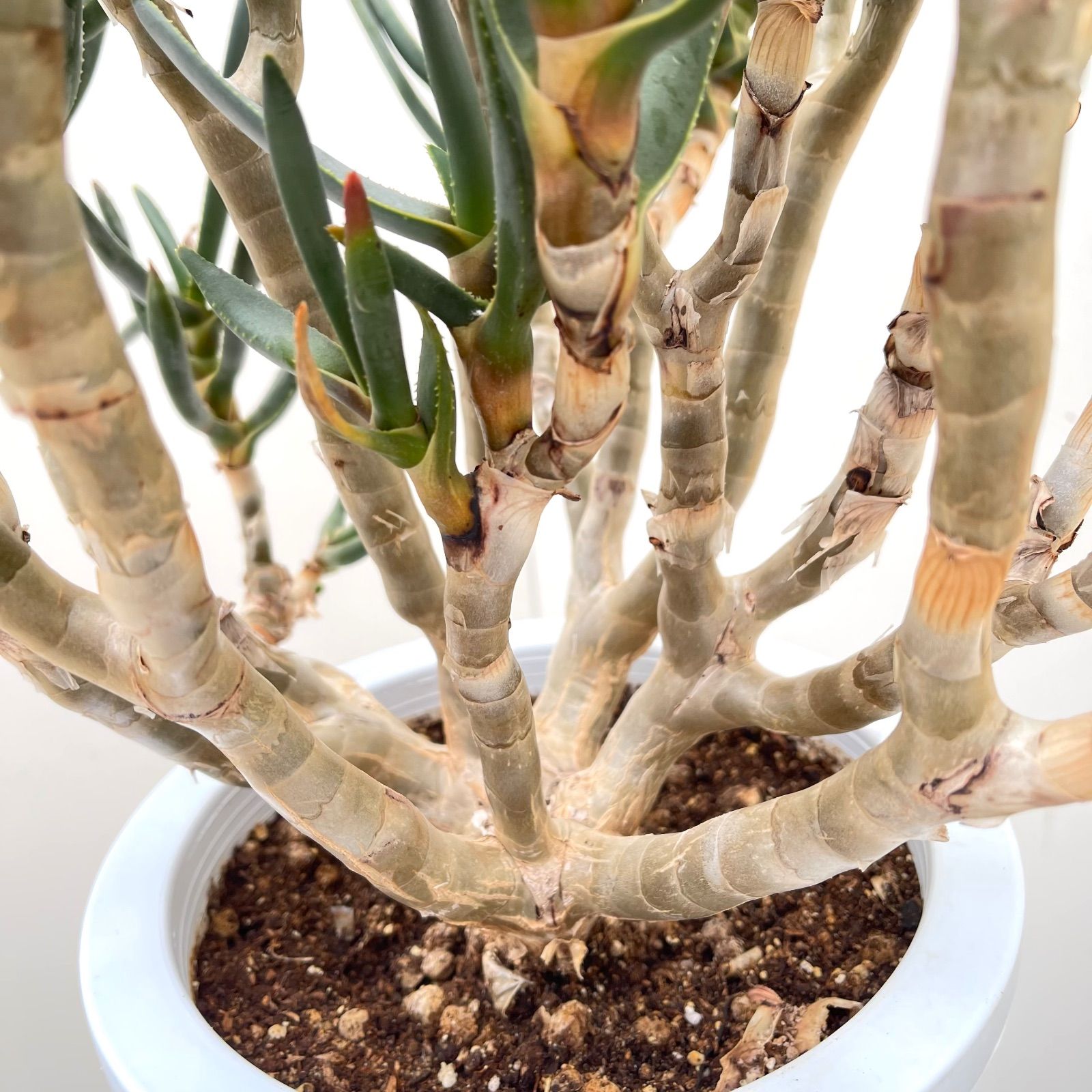 観葉植物 多肉植物