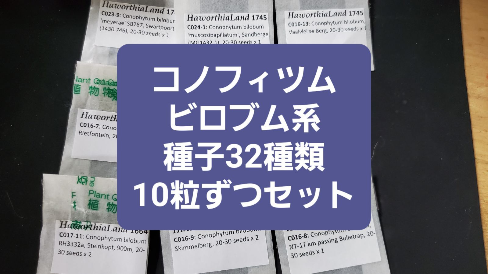 コノフィツム ビロブム系 種子32種類 10粒ずつセット