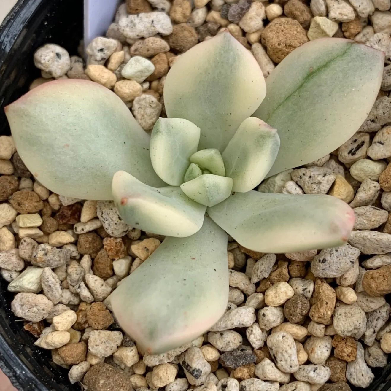 エンジェルリーナス錦 多肉植物 エケベリア 斑入り 抜き苗 根付き