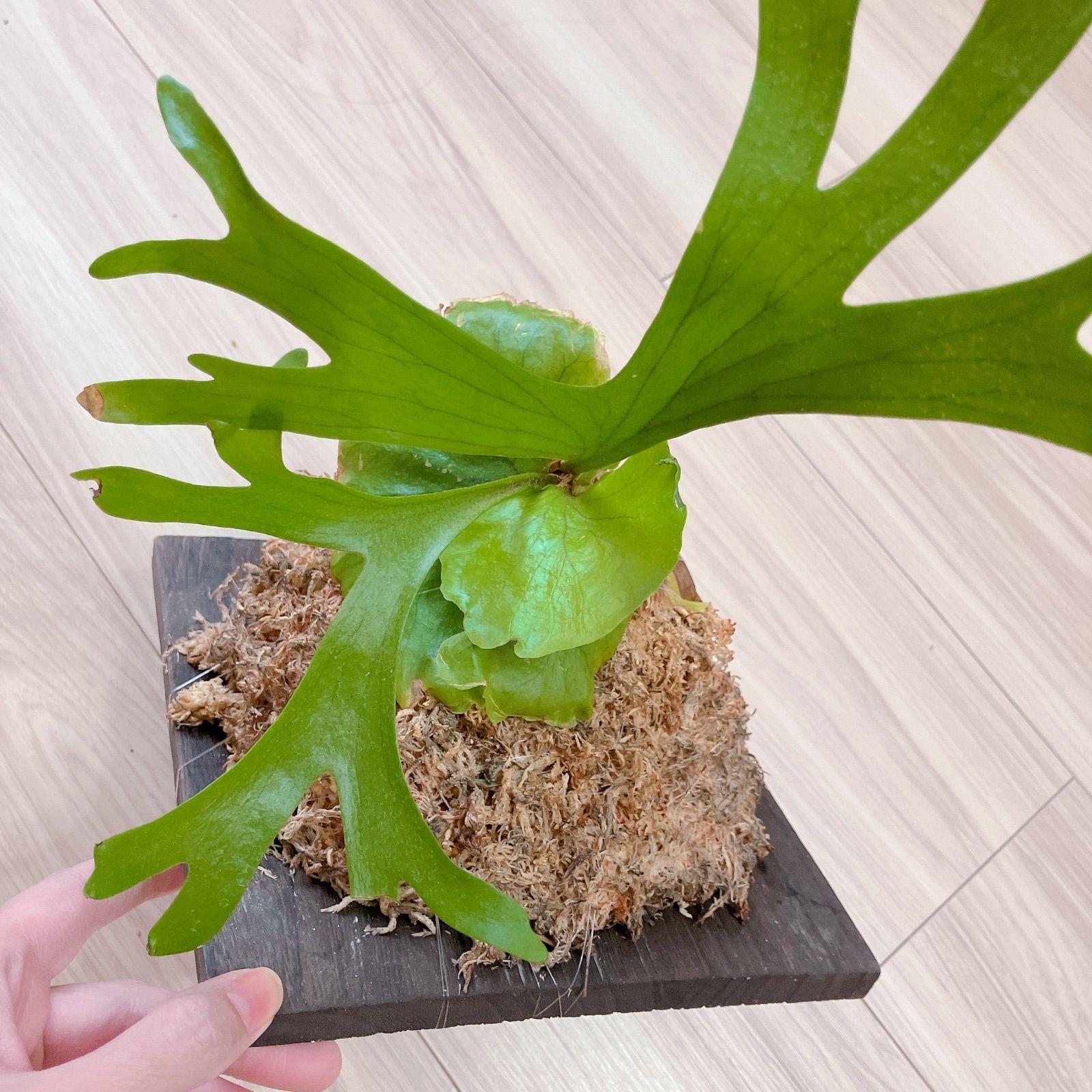 ビカクシダ チャンタブーン Chanthaboon ビカクシダ P.Chanthaboon