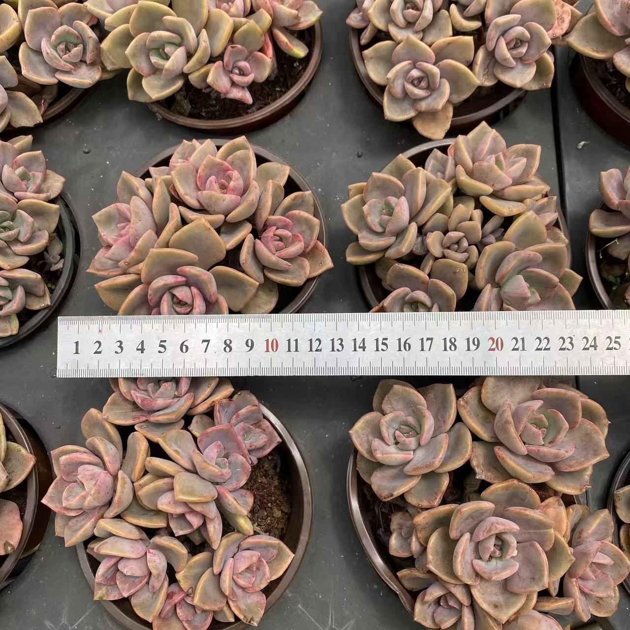 30株の抜き苗セット】 虹のキャンデー 多肉植物 佐川急便発送