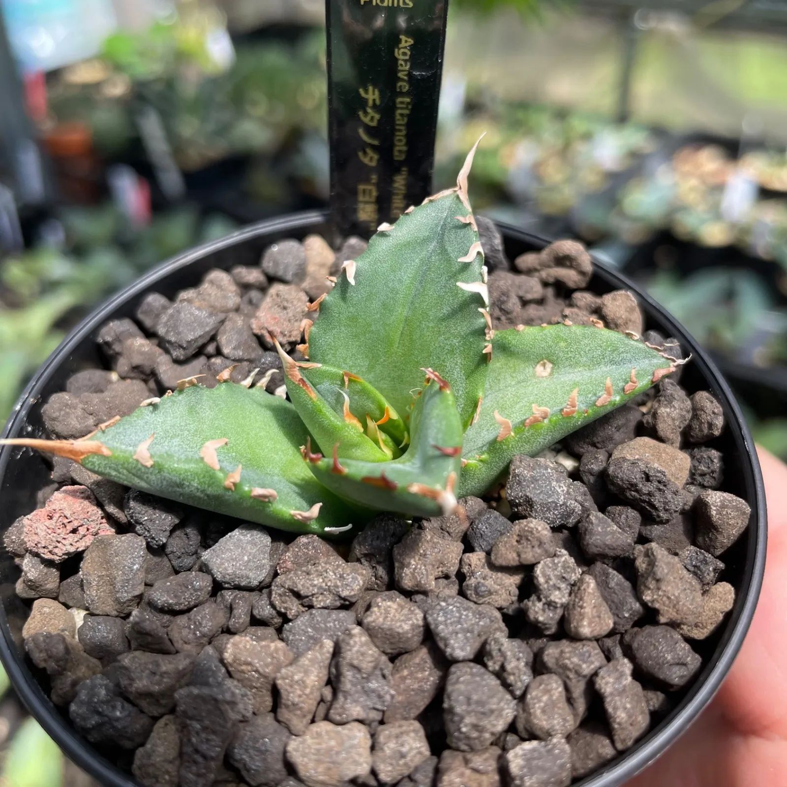 AGAVE TITANOTA 白鯨錦 白覆輪 コンパクト アガベ・チタノタ白鯨（覆輪）中-004｜agave titanota white