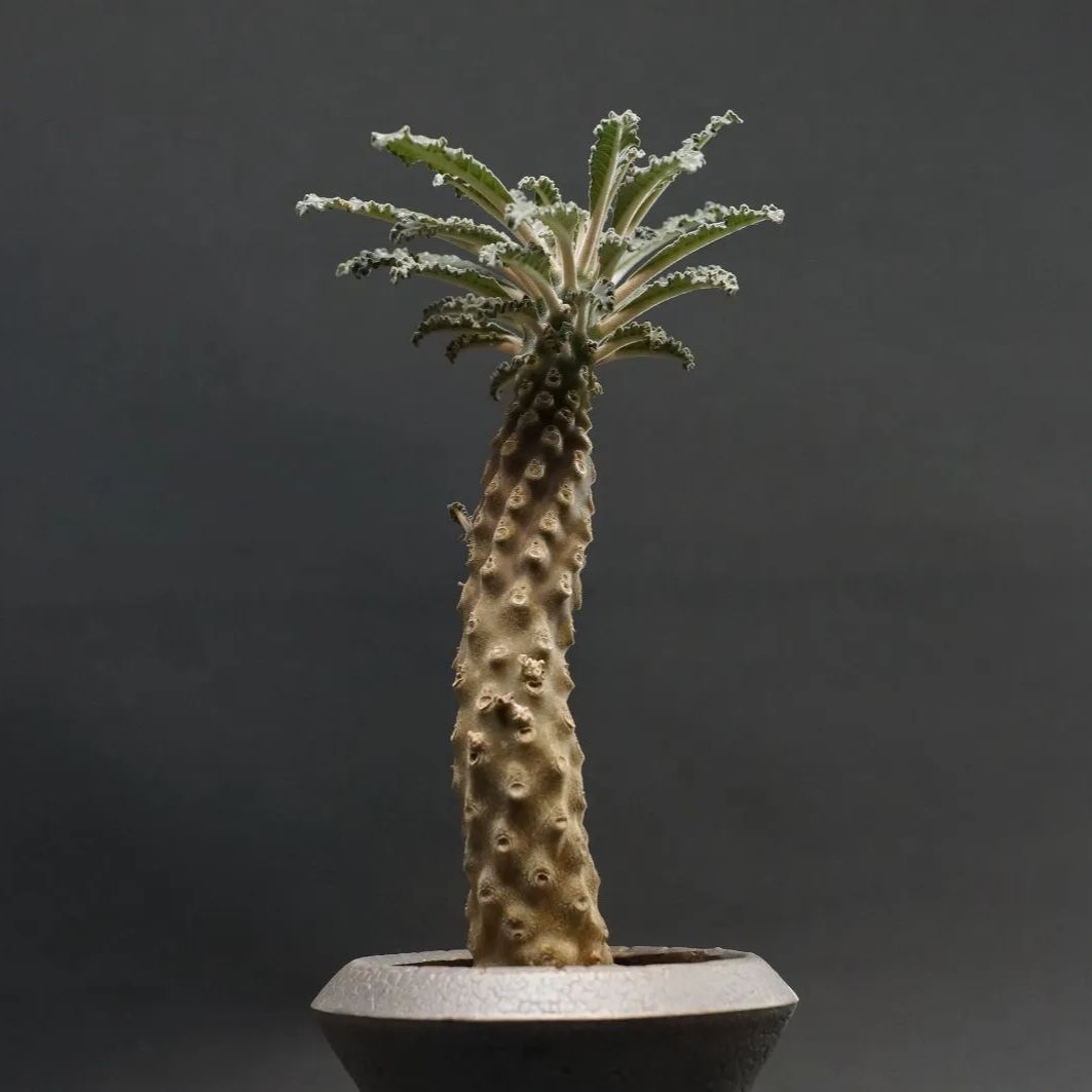 ドルステニア ラブラニー レア/塊根植物】ドルステニア ラブラニー