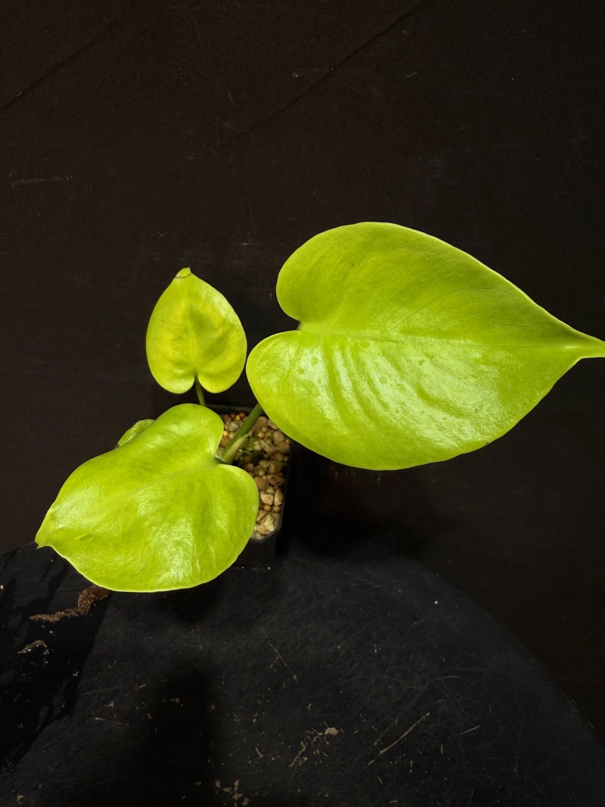 モンステラ　デリシオーサ ‘Gold Monster’ 新種　黄金葉 新種】Monstera deliciosa Gold leaf モンステラデリシオーサ