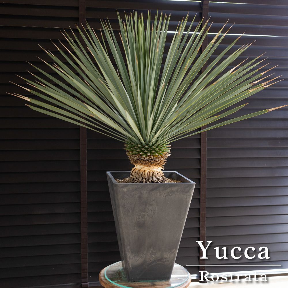 63 ユッカ・ロストラータ yucca rostrata（発根済） 【公式通販】