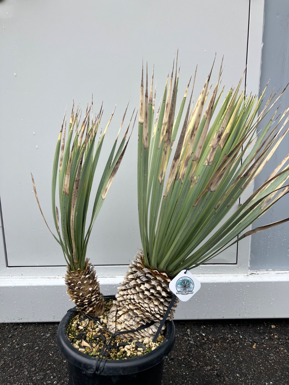 ユッカ マルデヌベス 分頭 マルデヌベスver.リギダ 分頭 マルデヌベス