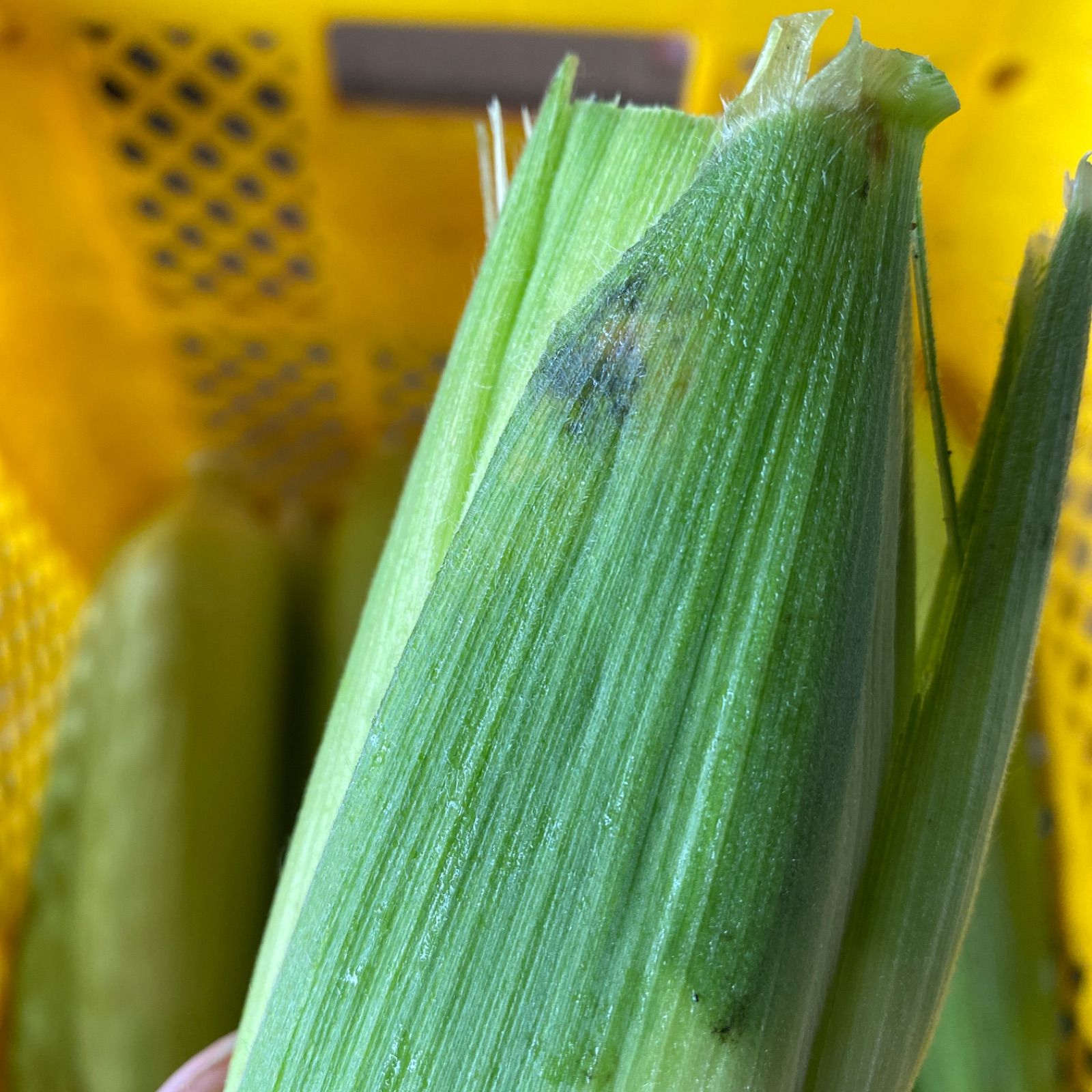 朝採り！とうもろこし 品種「おおもの」ハネだし品🌽クール便 先行予約