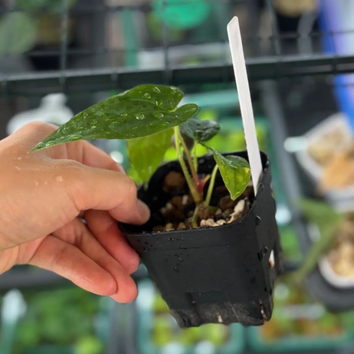 Anthuroom】Anthurium papillilaminum 'Fortsherman' x 'Red dark