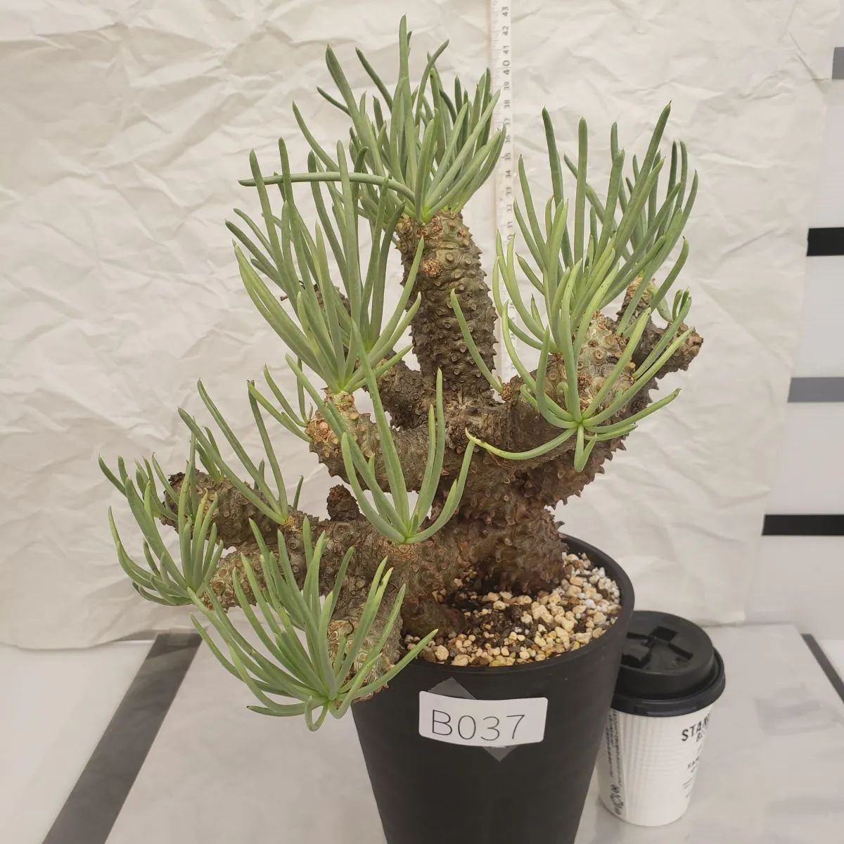 ロ3354 塊根植物 チレコドン ワリチー 抜き苗 5/22最新到着 Tylecodon wallichii 奇峰錦 多肉植物  弱柔らか(観葉植物)｜売買されたオークション情報、yahooの商品情報をアーカイブ公開 - オークファン 花、園芸