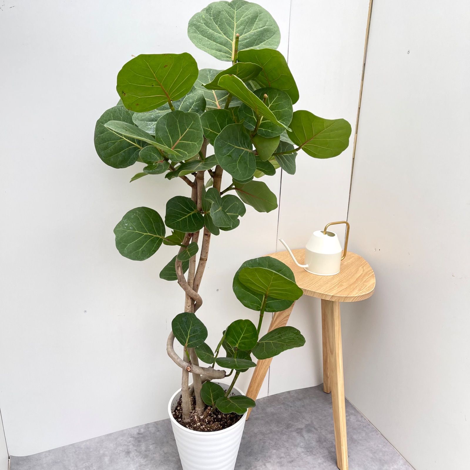 シーグレープ　曲がり　3【現品】観葉植物　大型 Amazon｜現品販売 観葉植物 シーグレープ ココロバ 8号 高さ
