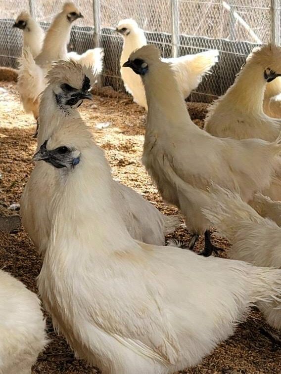 クール便】烏骨鶏 平飼いたまご 24個 - メルカリ