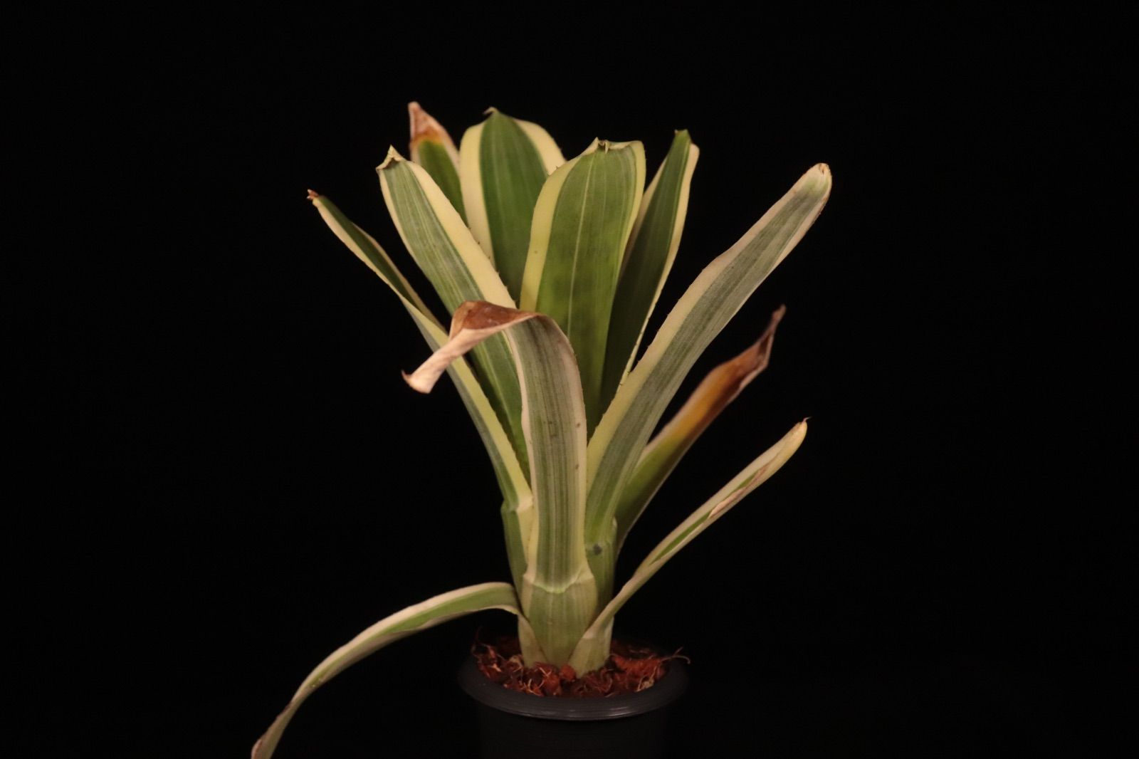 送料無料】xHohenmea 'Ninja Starburst'〔ホヘンメア〕現品発送H217