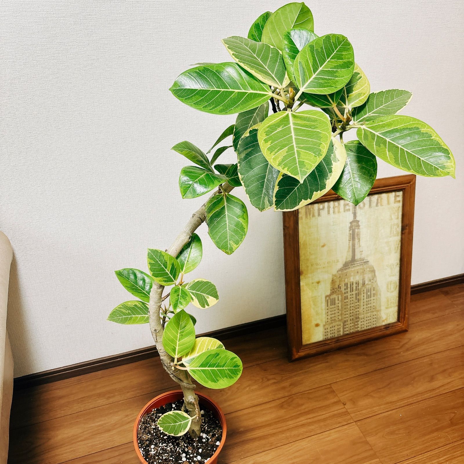 フィカス アルテシマ 曲がり 陶器鉢お皿付き - 植物/観葉植物