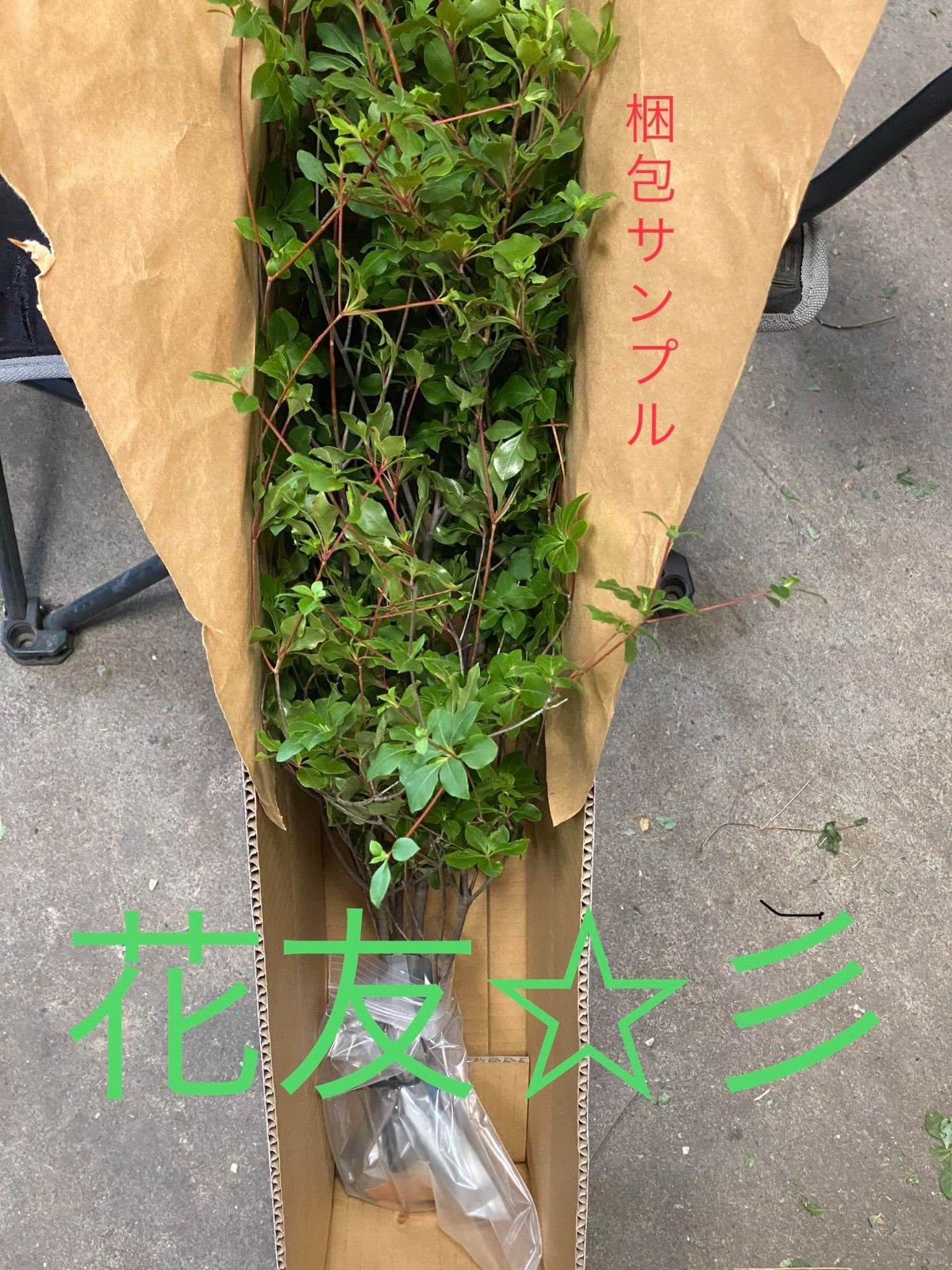 生花 ミヤマドウダン切り枝 70〜80cm×3本セット❣️ - メルカリ