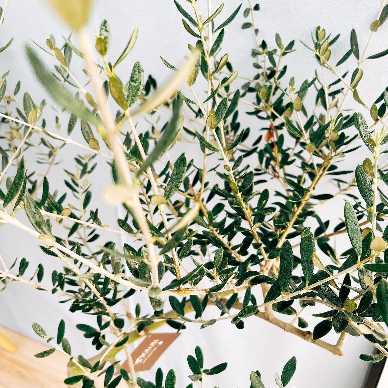 現品　創樹　オリーブの木　オリーブ　マンザニロ　7番　観葉植物　野外　希少 おしゃれ 観葉植物：オリーブの木 マンザニロ 7号*現品4 SOUJU 創樹