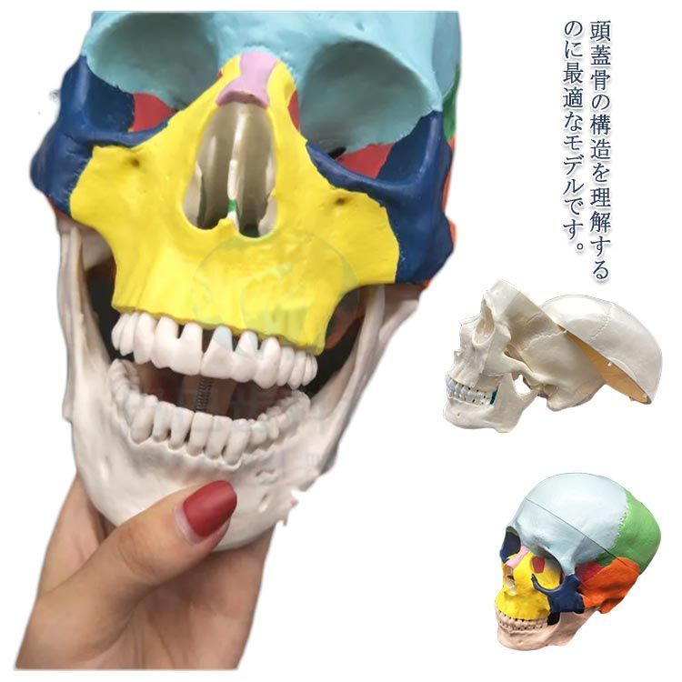ドクロ 精密モデル 色分け 実物大 上顎骨 蝶形骨 スカル 人体模型