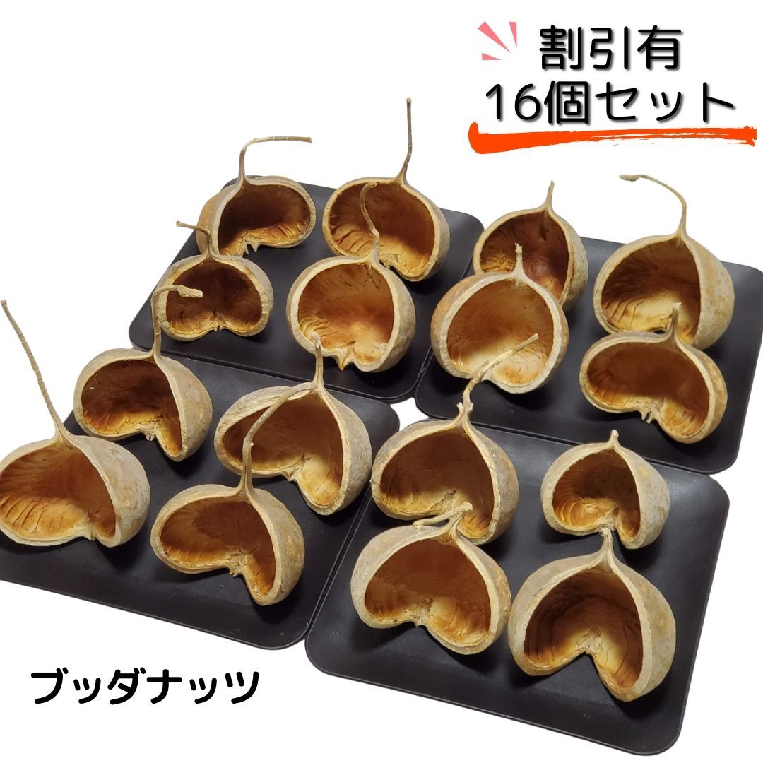 ブッダナッツ 割引有 16個セット ナチュラルベージュ ハンドメイド花材 花材 クリスマス ウエルカムスペース ウェディング 贈り物 プレゼント 飾り物 インテリア花材