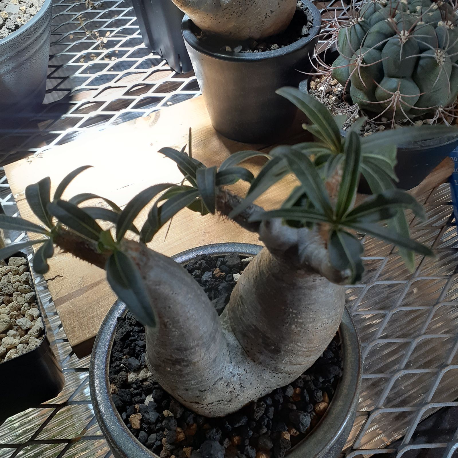 パキポディウムグラキリス二頭多頭現地球塊根植物コーデックス