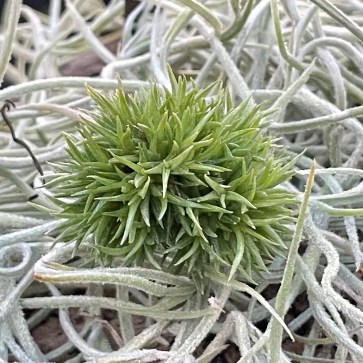 チランジア アエラントス テディベア Tillandsia aeranthos Teddy Bear