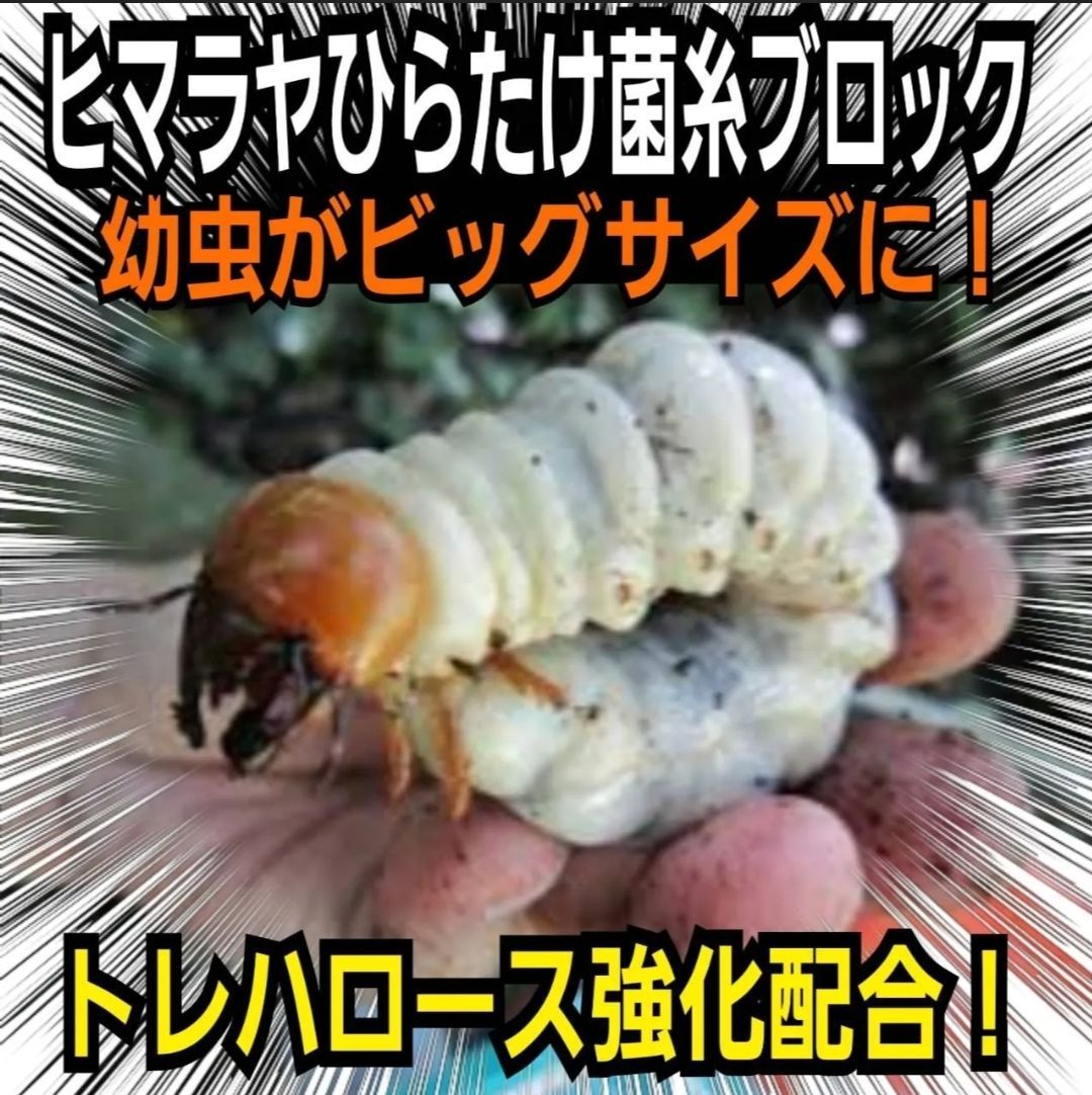7個セット トレハロース