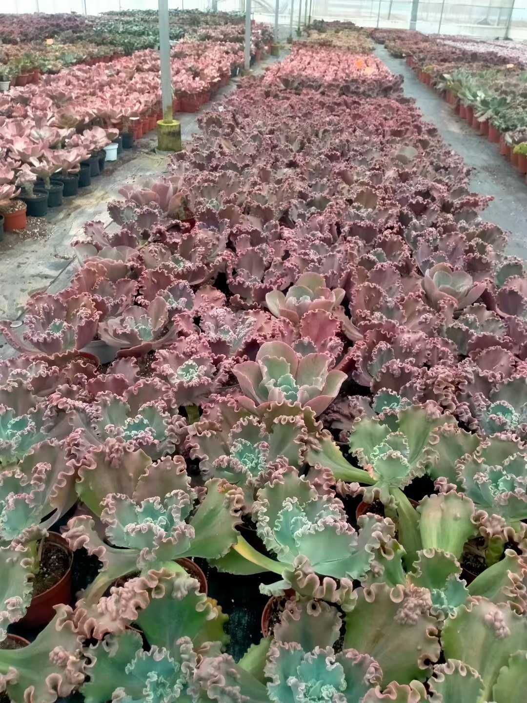 新発売 8株セット エケベリア・バロンボールド 抜き苗 多肉植物 佐川