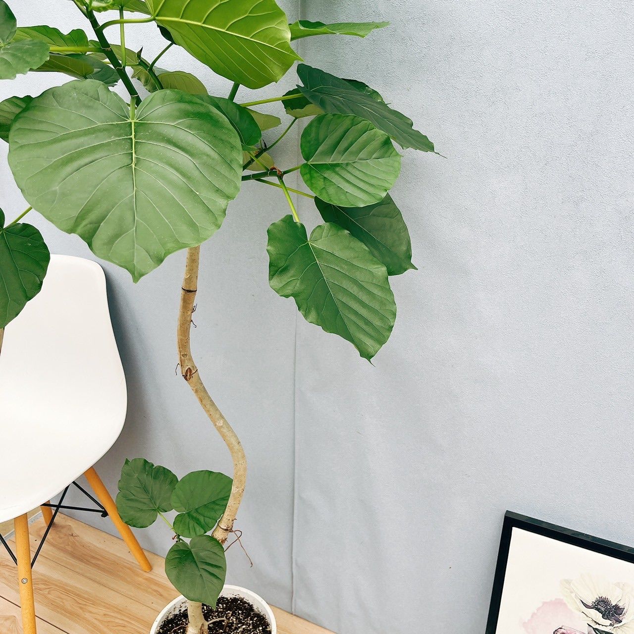 観葉植物 フィカスウンベラータ 曲がり 8号 幹太 大型 送料無料